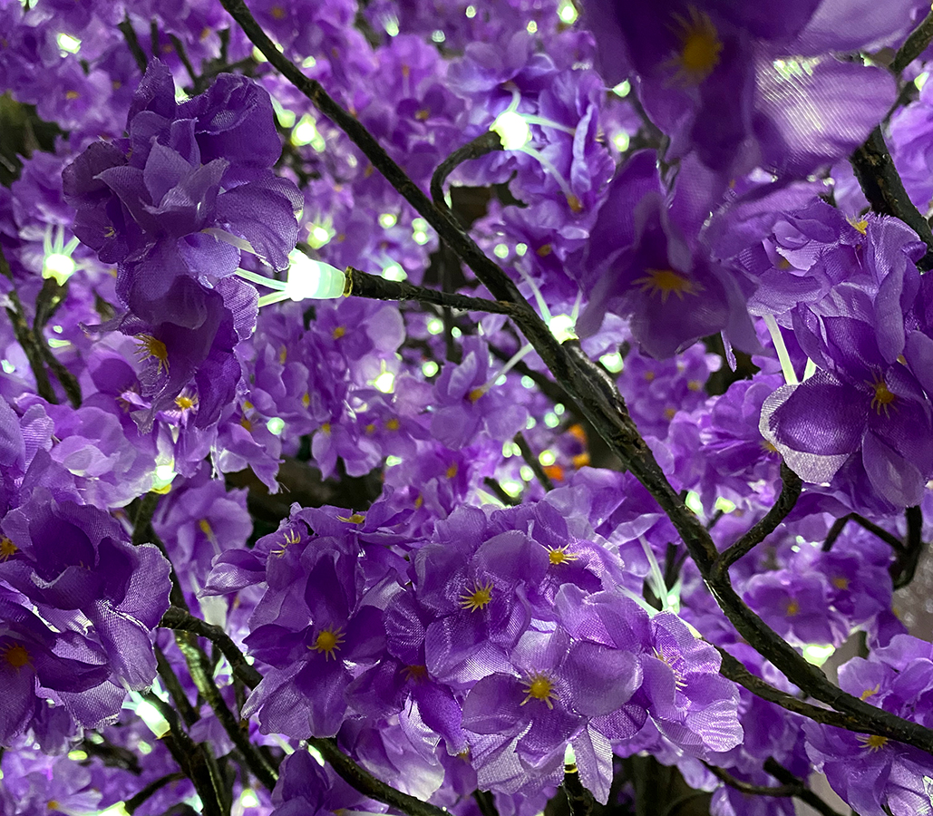 purple jasmine plant